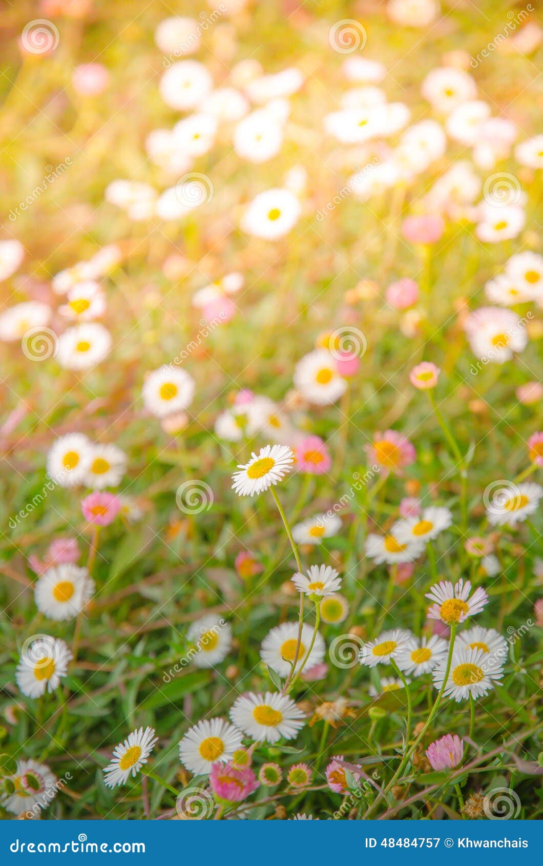 Large group of Daisies stock image. Image of nature, growing 48484757