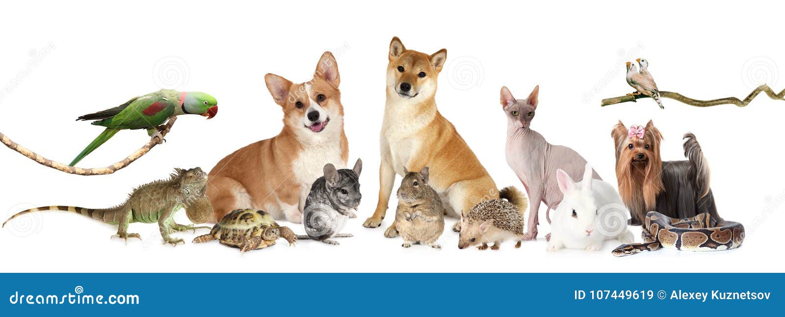 A Large Group of Different Animals Stock Image Image of rodent, group