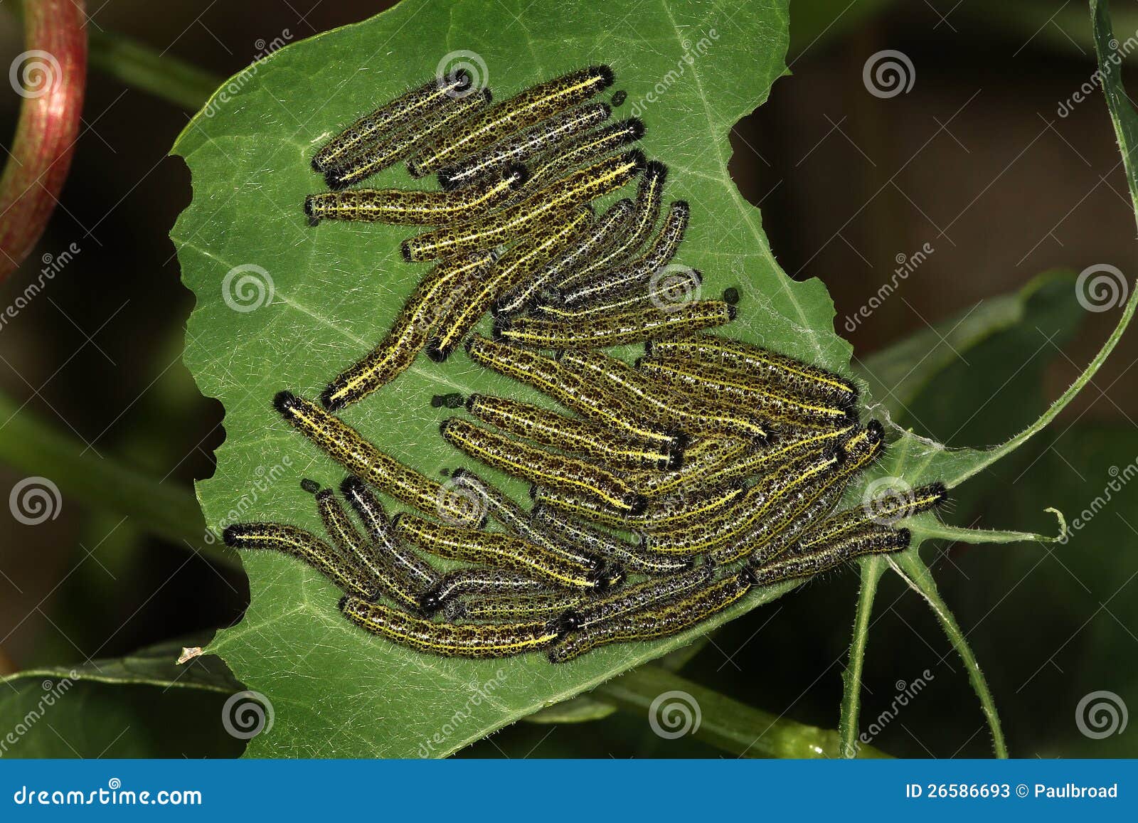 The Group Of Caterpillars On Green Tree Leaf. Caterpillar Babies Colony