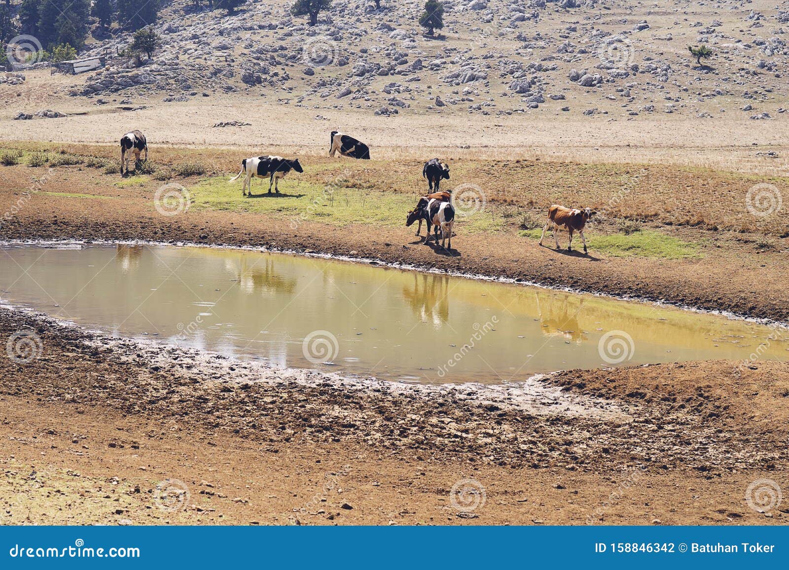 Large Group of Mixed Breed Feeder Cattle. Stock Photo Image of animal