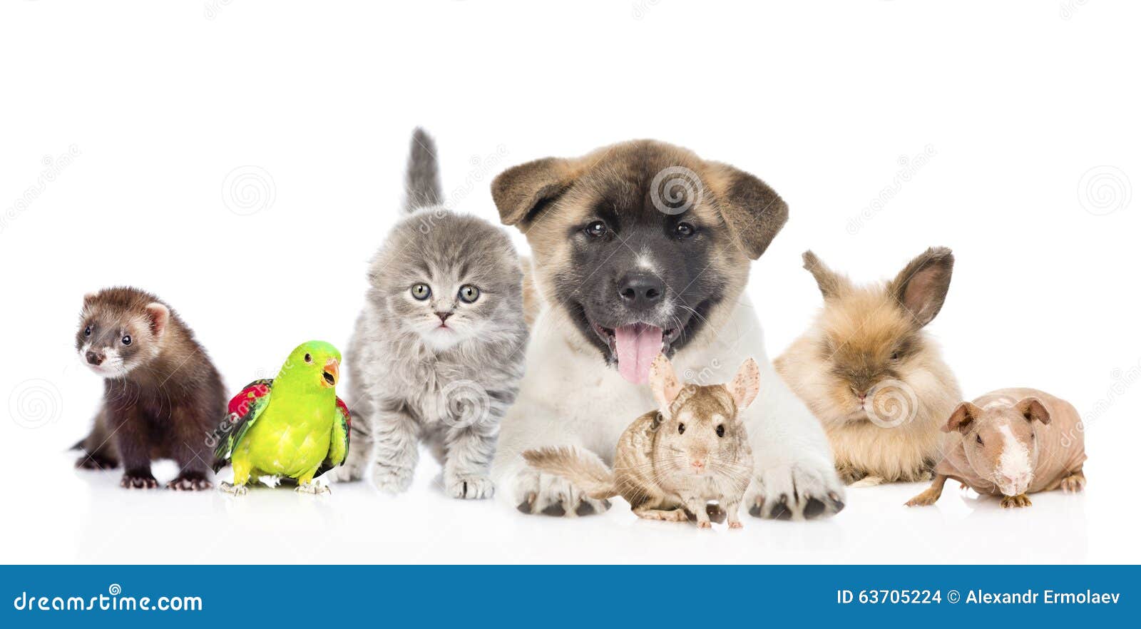 large-group-pets-together-front-isolated-white-background-63705224.jpg