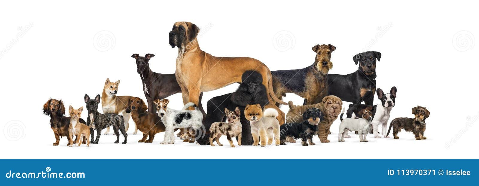 large group of purebred dogs in studio against white background