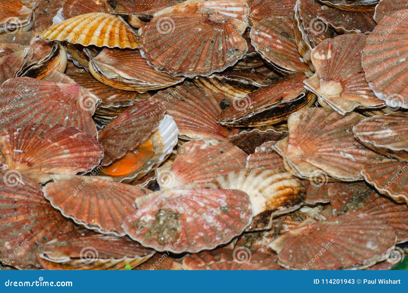 Large Group of Scallops for Sale Stock Image Image of shell