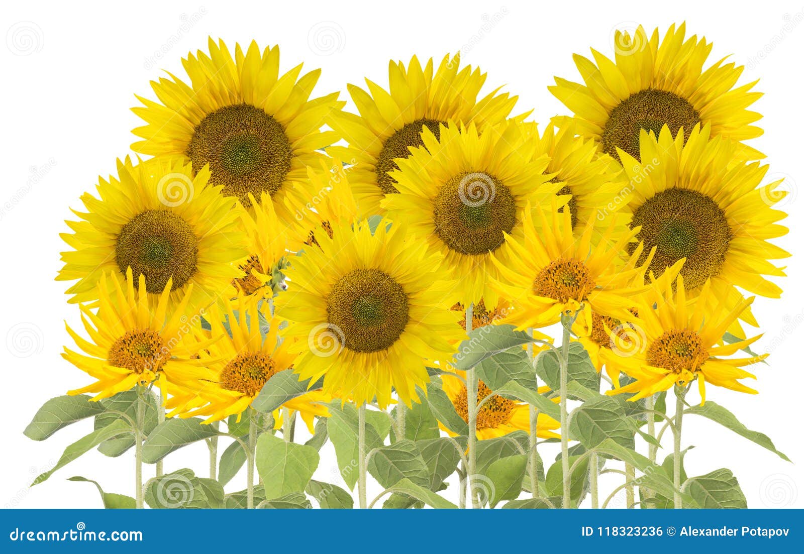 Large Group of Sunflowers on White Stock Photo Image of white, petals