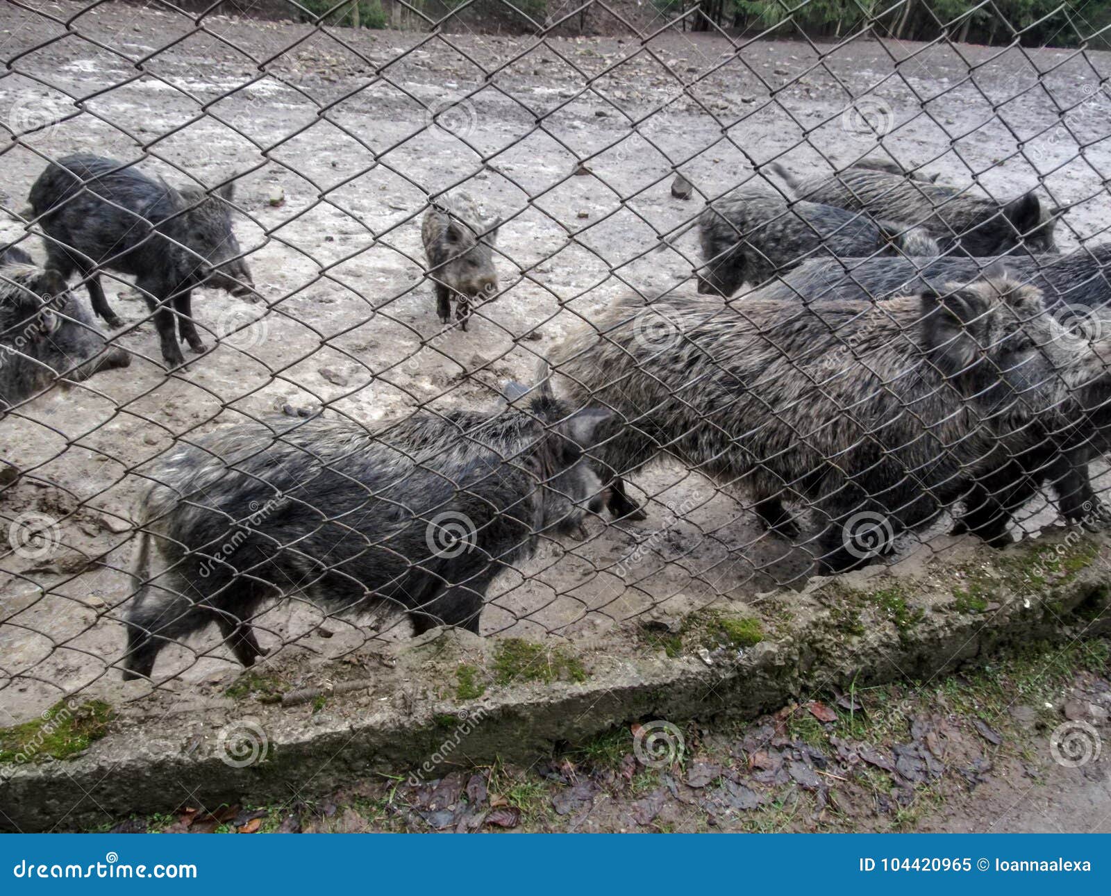 large group of wild boars in the mud behind the grid in the zoo