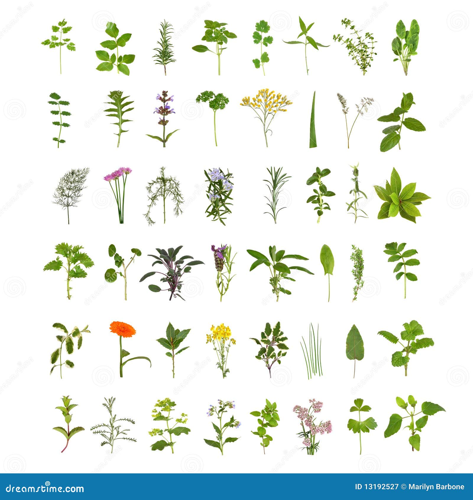 large herb leaf and flower collection