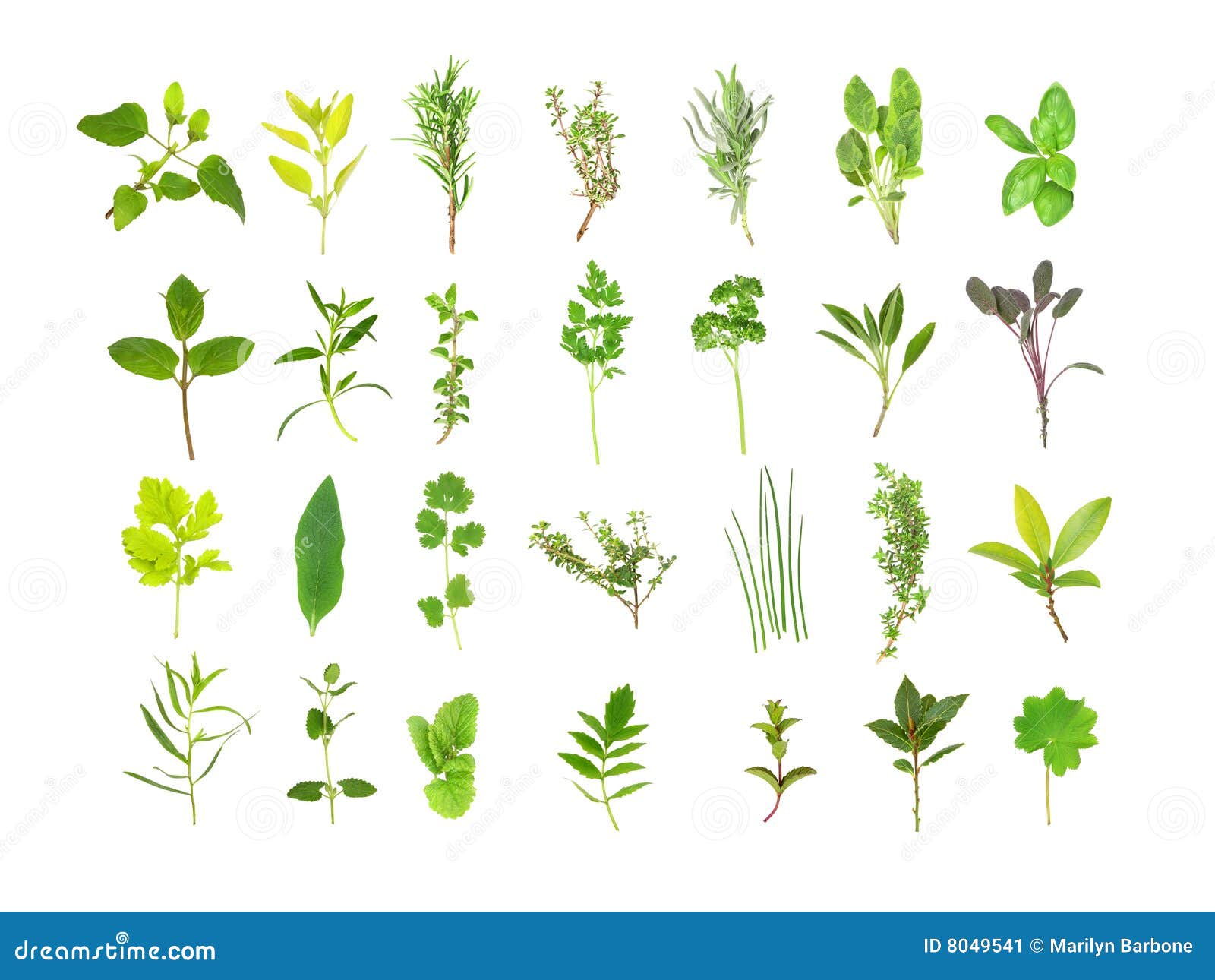 Large Herb Leaf Selection stock illustration. Illustration of coriander