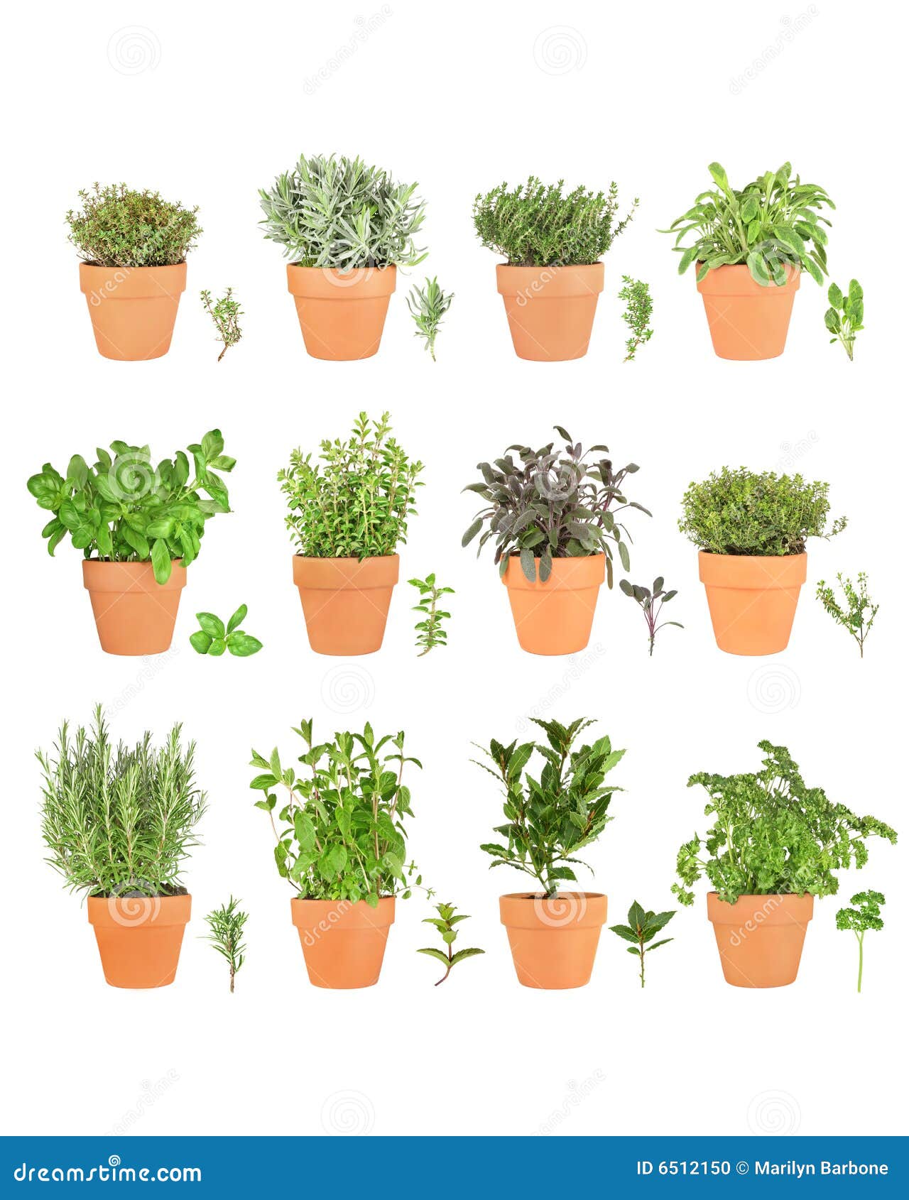 large herb selection in pots