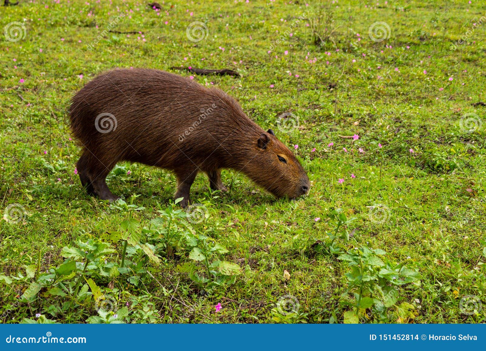 Large Herbivorous Animal of Brown Color from Tropical Zones. Live in the  Countryside and in Mud Puddles. Animals in the Pasture Stock Photo - Image  of biggest, furry: 151452814