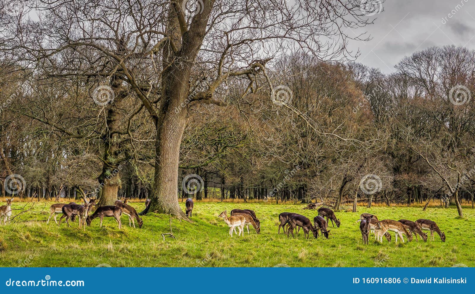Large Herd of Deer in the Forest Scenery, Phoenix Park, Ireland Stock ...