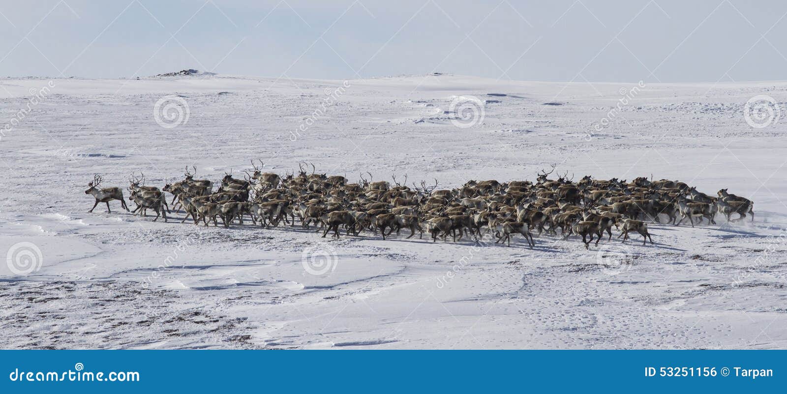 large herd of reindeer in the winter tundra