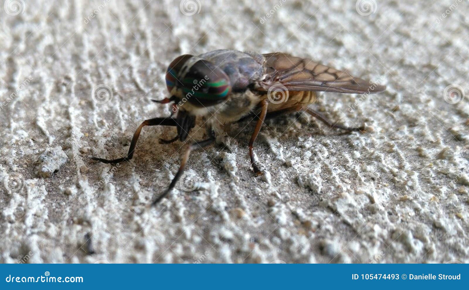Horse fly stock image. Image of large, upclose, horse 105474493