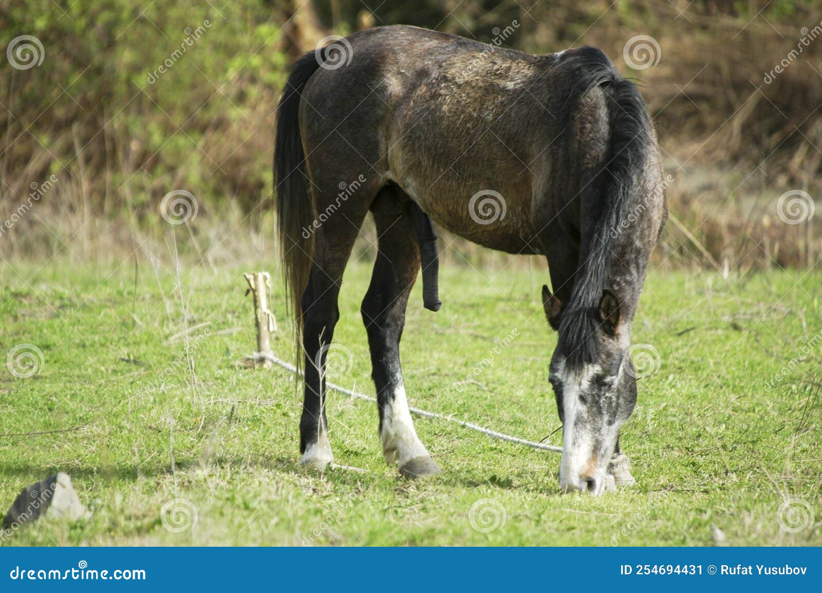 A Large Horse with a Large Thick Appliance is Ready for Mating Stock
