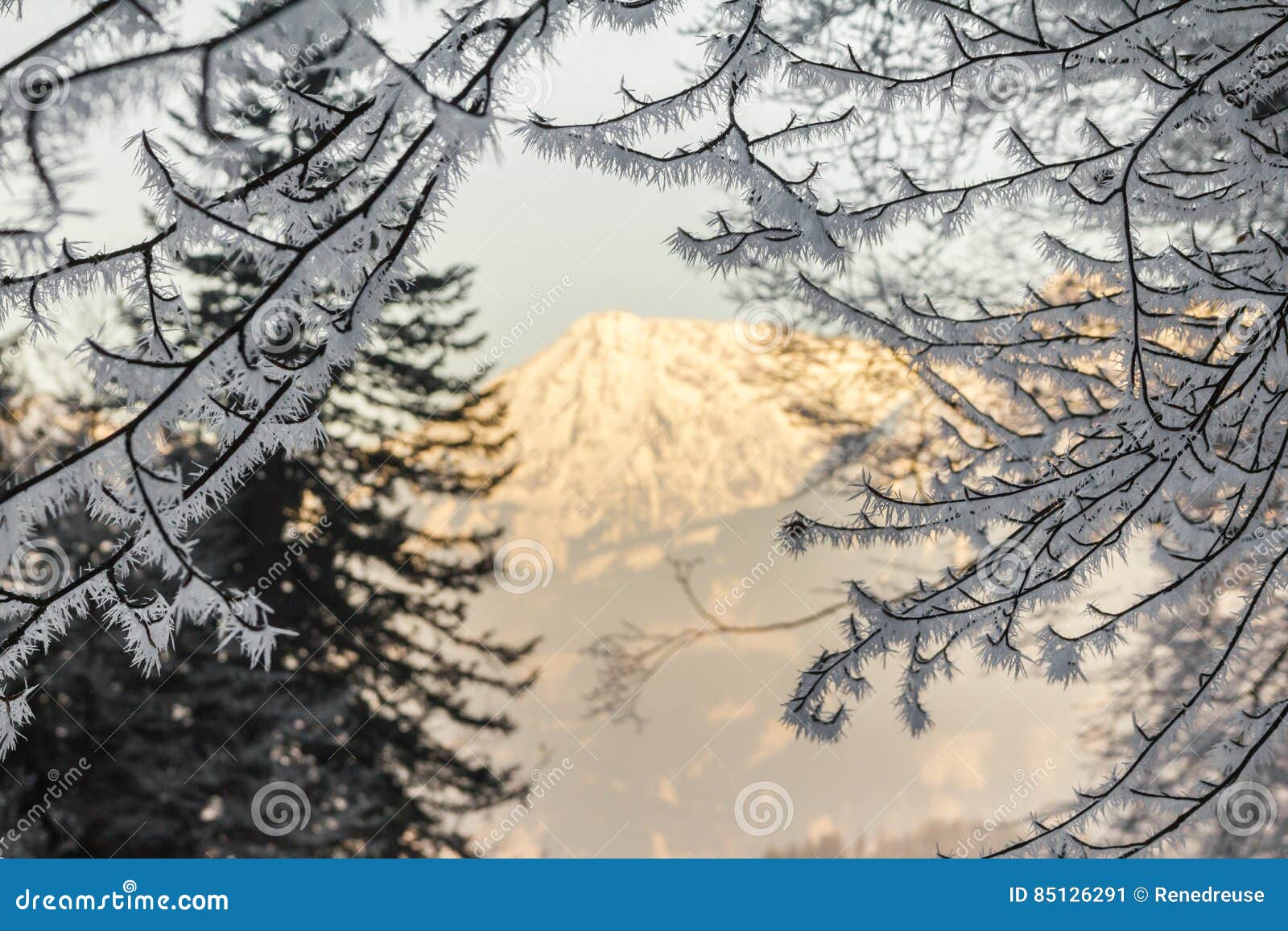 large ice needles on branches. organe illuminated mountain in background.