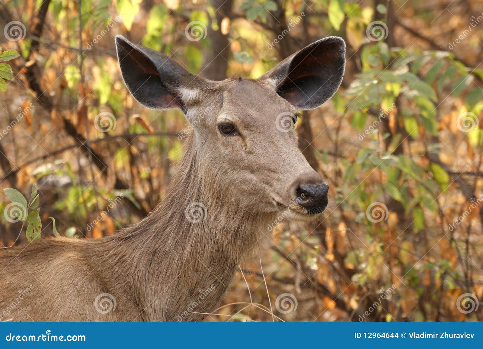 The Large Image of a Deer in Bushes of Jungle Stock Photo Image of
