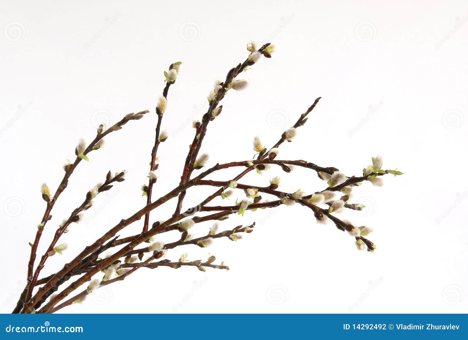 clipart tree buds - photo #42