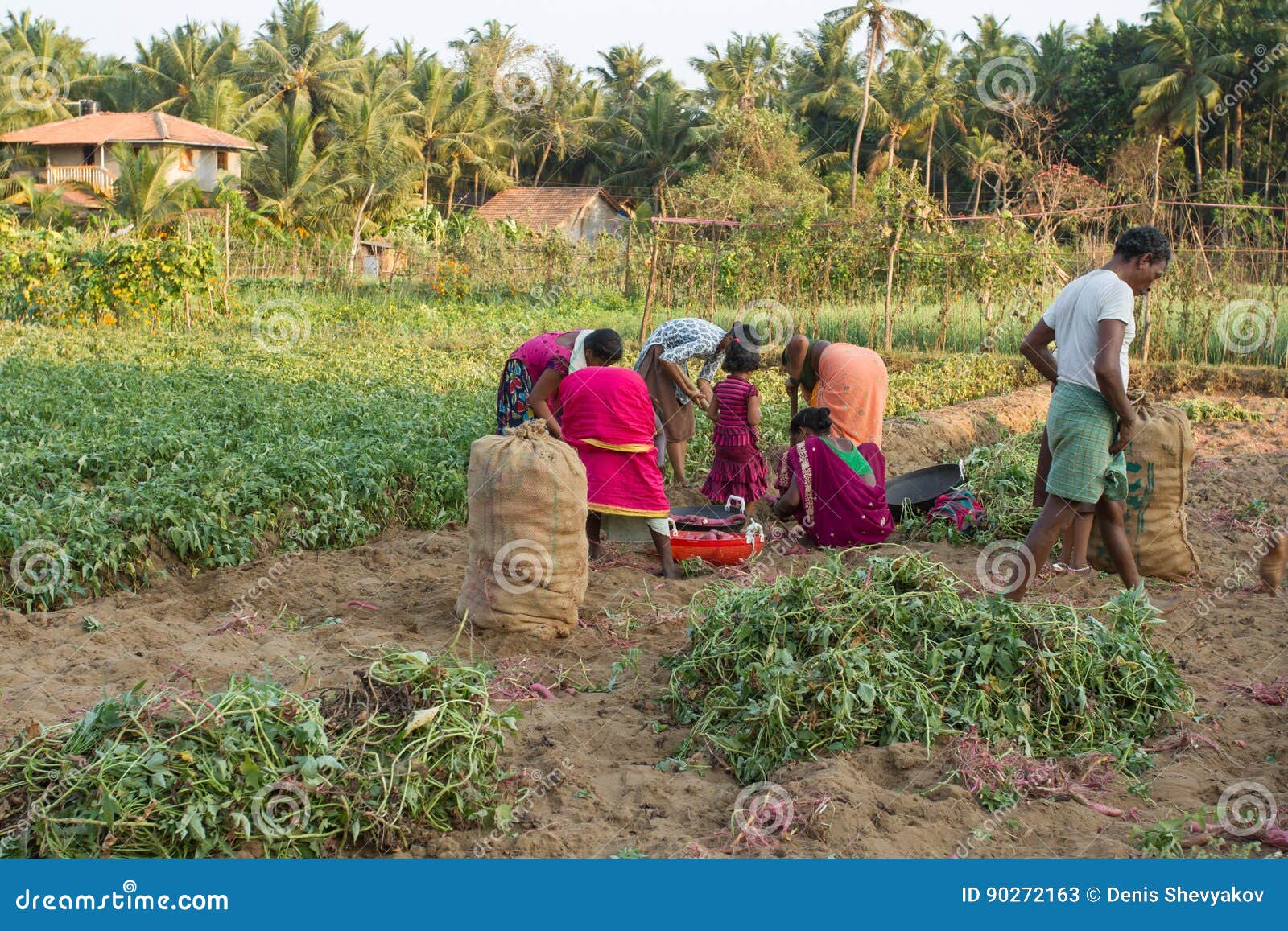 A Large Indian Family is Harvesting Red Potatoes. Women and Men Tie