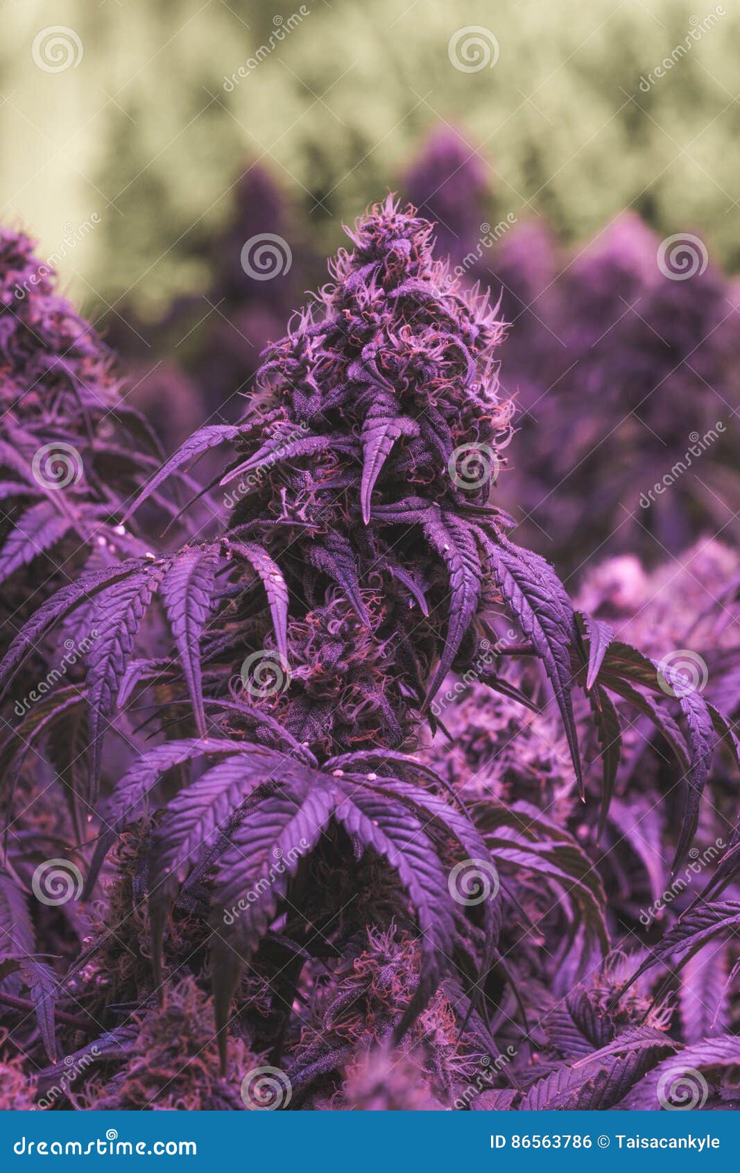 Large indoor purple medical marijuana buds. Dense indoor purple medical marijuana buds with visible pistils