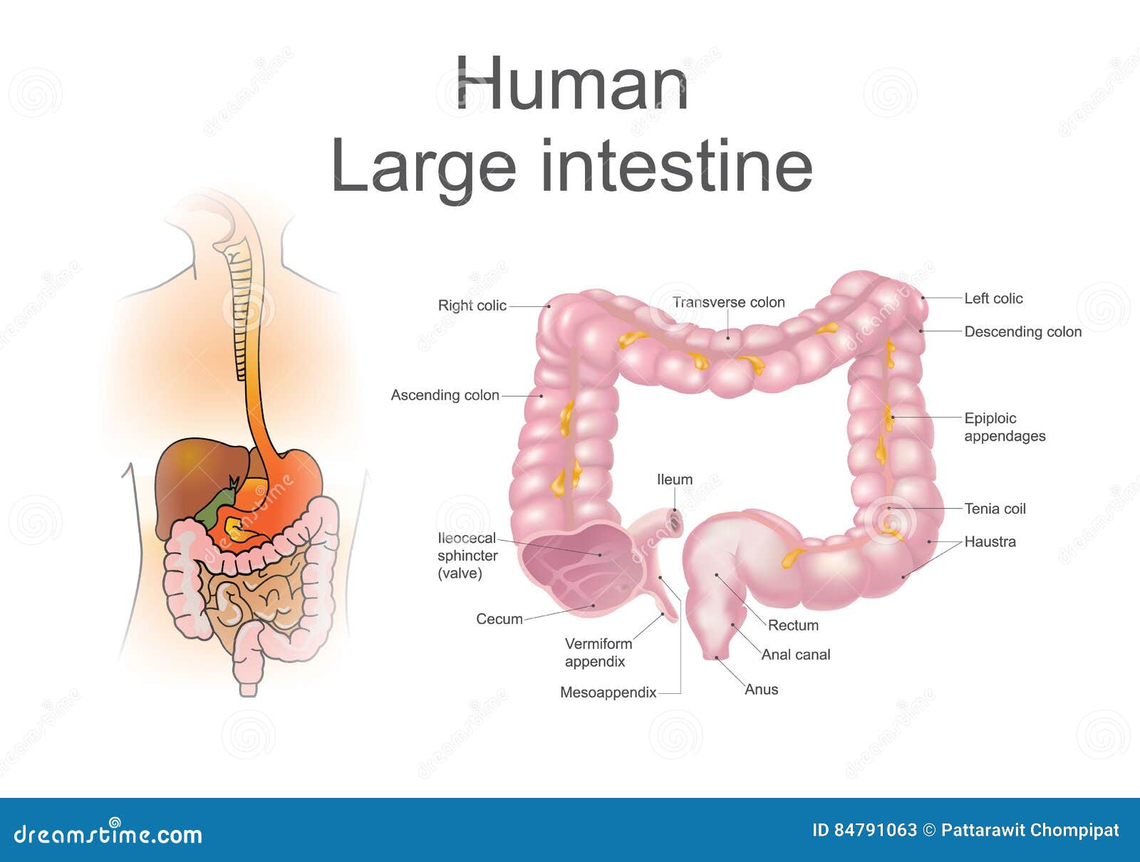 the large intestine, also called the colon, is part of the final stages of digestion.