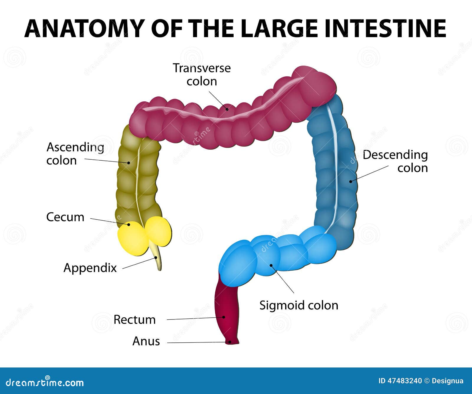 Large Intestine Diagram Labeled