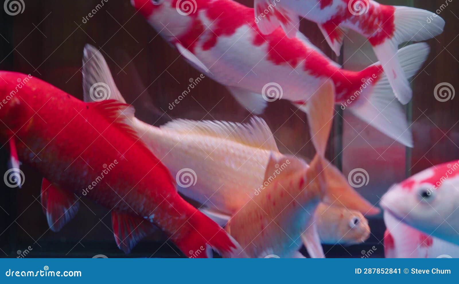 Large Koi of Various Colors Raised in a Fish Tank Stock Video Video