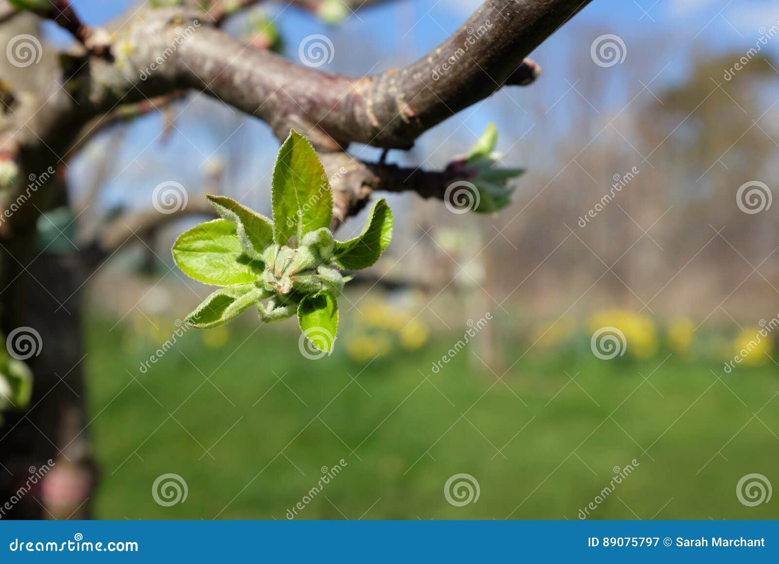 Large Leafy Bud Opening on Apple Tree in Spring Stock Image Image of