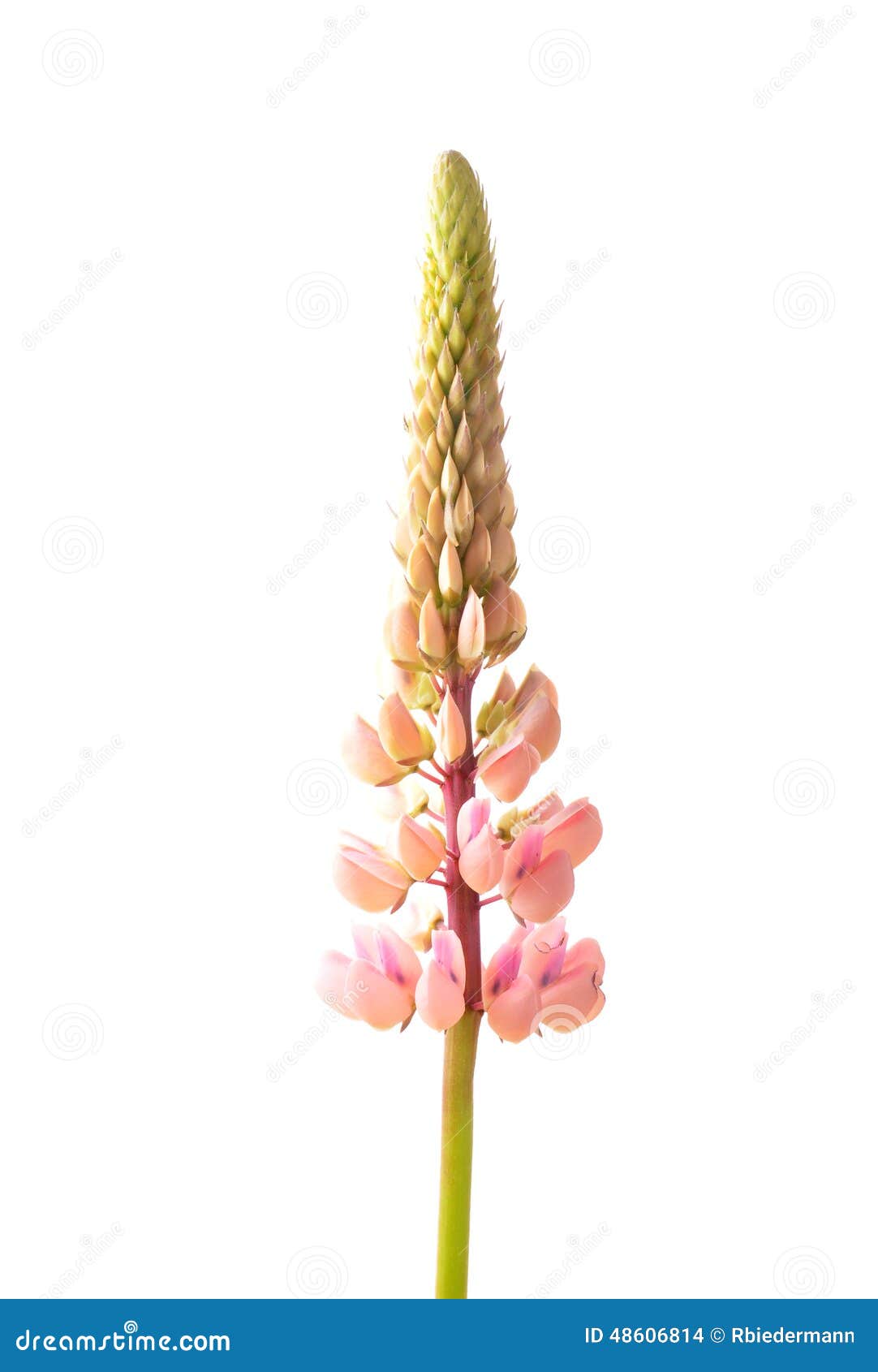 large-leaved lupine (lupinus polyphyllus)