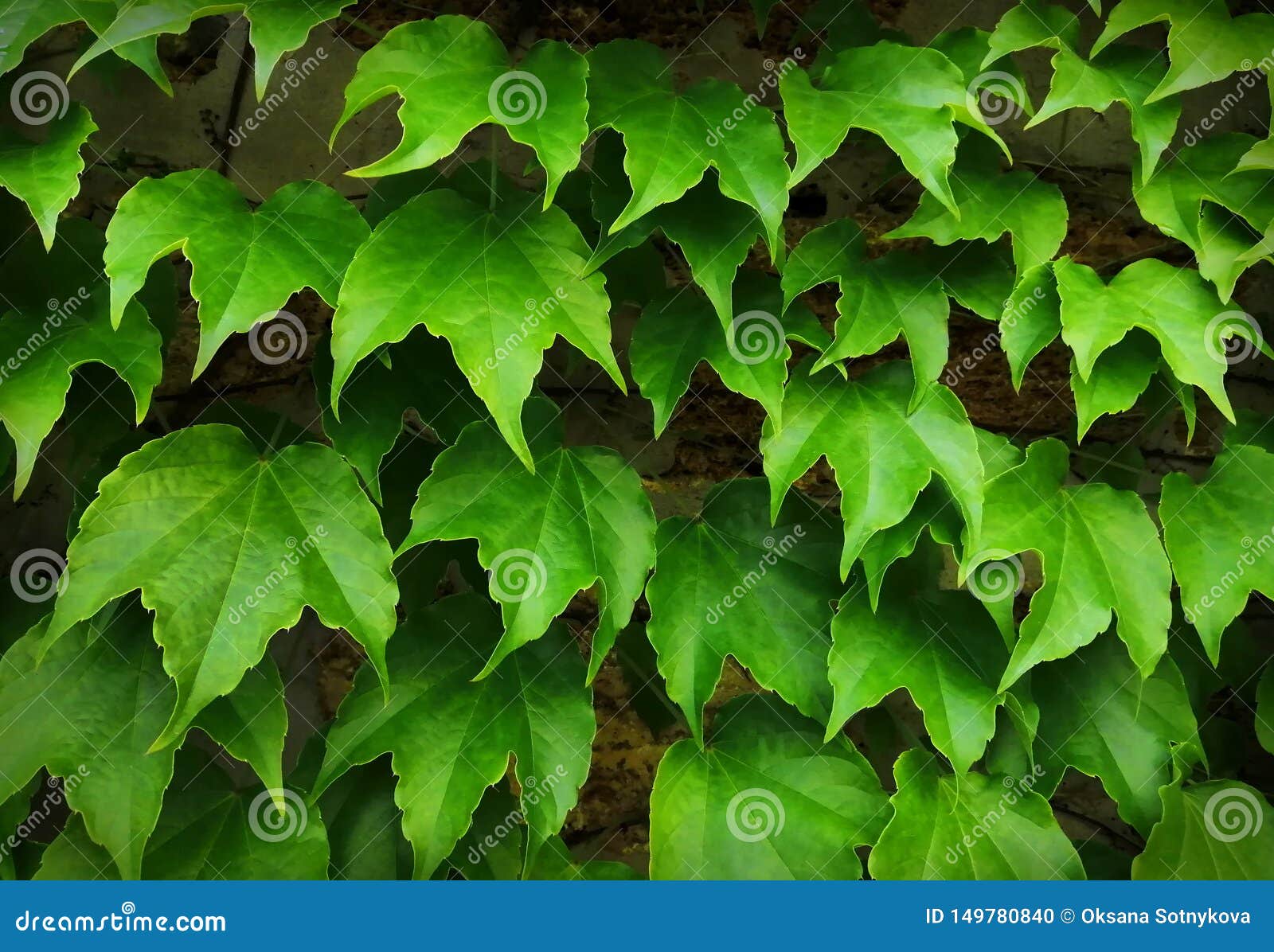 Large Leaves Of Green Climbing Grapes Growing On A Brick Wall Background For The Cover Of The Site Stock Photo Image Of Nature Green 149780840