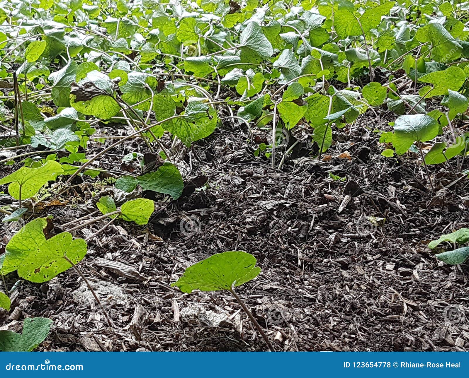 Large leaves in mud stock photo. Image of tree, growing 123654778