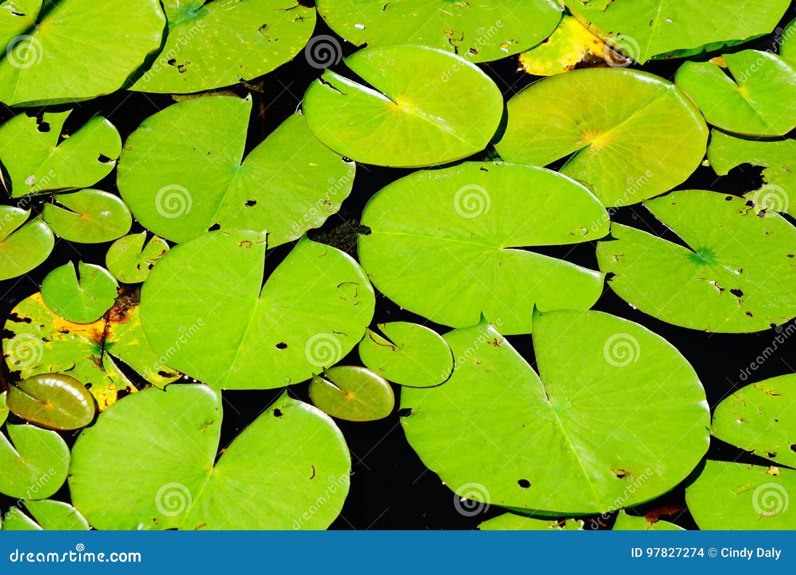 Large lilly pads on a lake stock photo. Image of large - 97827274