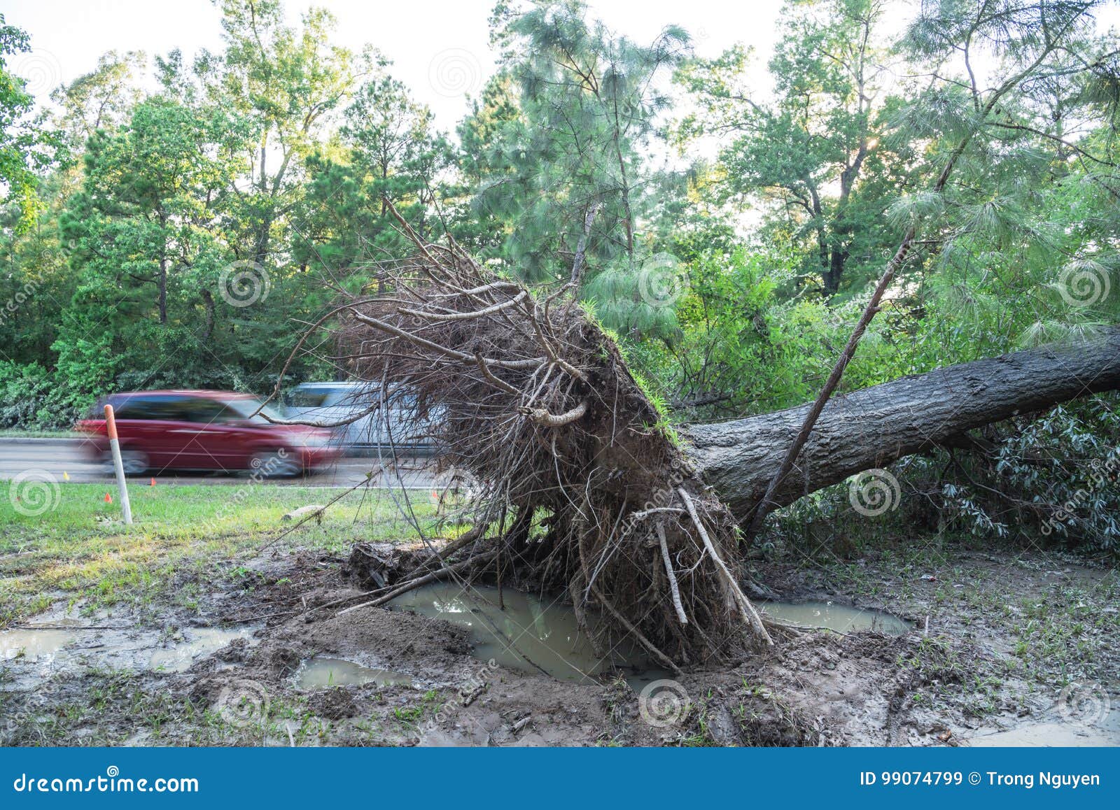 Uprooted Oak Tree stock image. Image of flood, hurricane ...