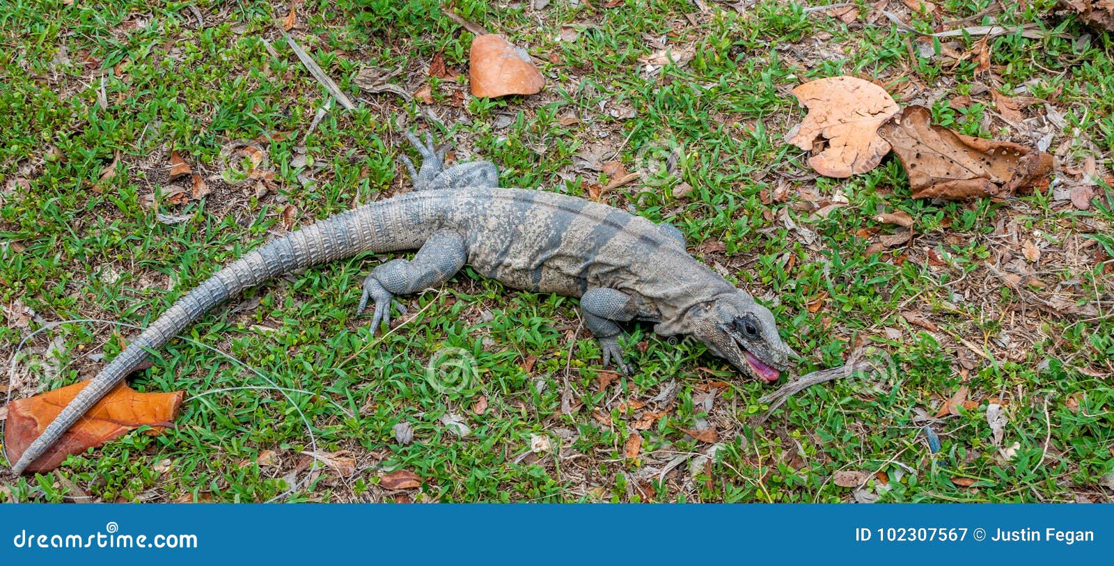 Large Lizard Eating Fruit, Mexico Stock Image Image of herbivorous