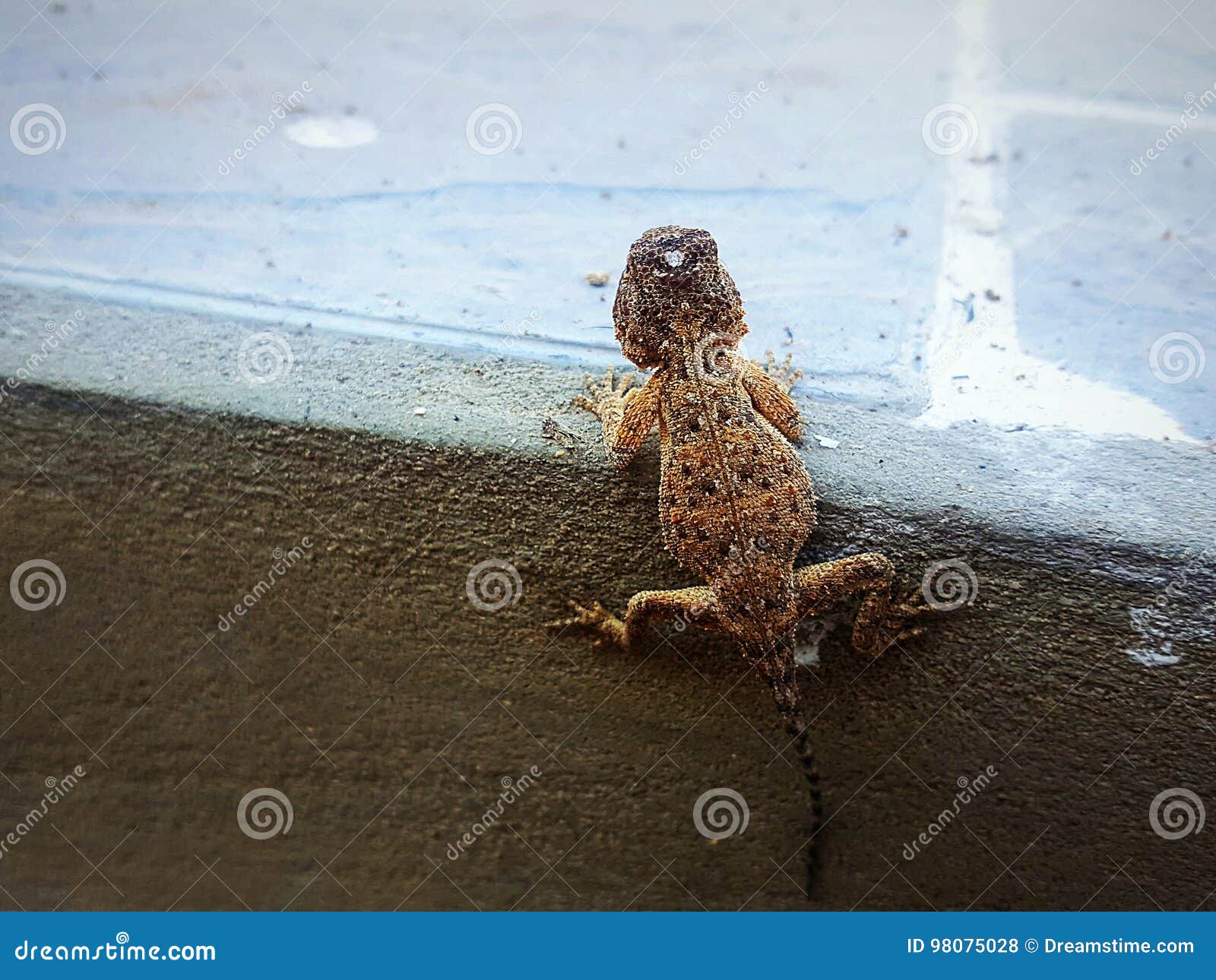 Large Lizard Grabbing the Stairs Stock Photo Image of large, skin