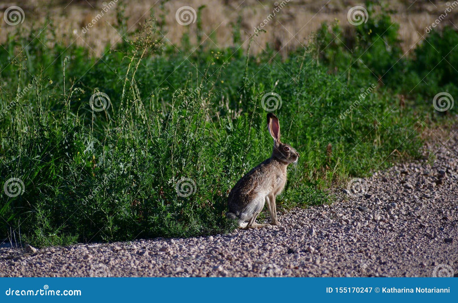 black-tailed jackrabbit hare - lepus californicus