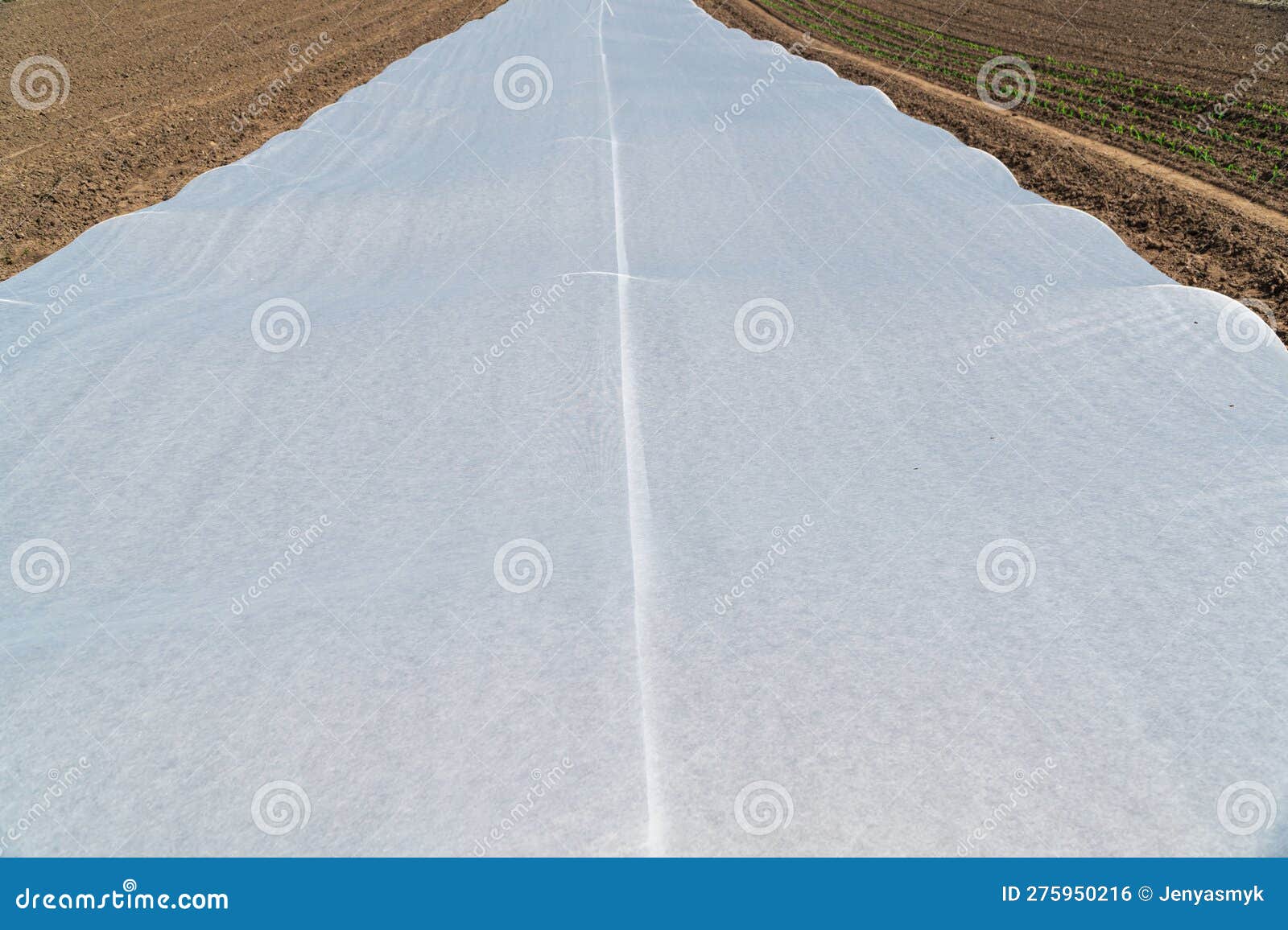 A Large Long Greenhouse in the Field Stock Photo Image of plantation