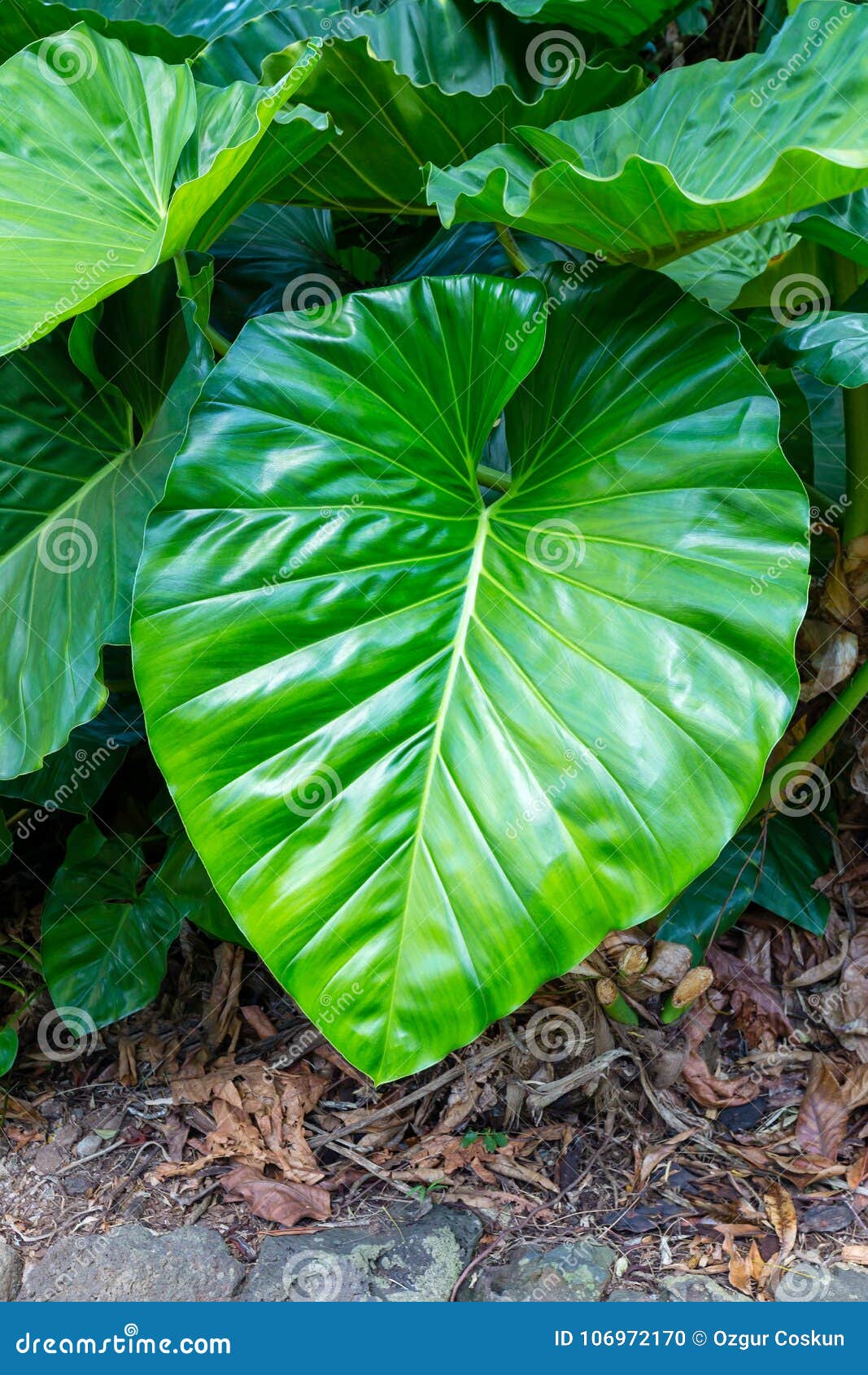 large lush green leaf of philodendron giganteum