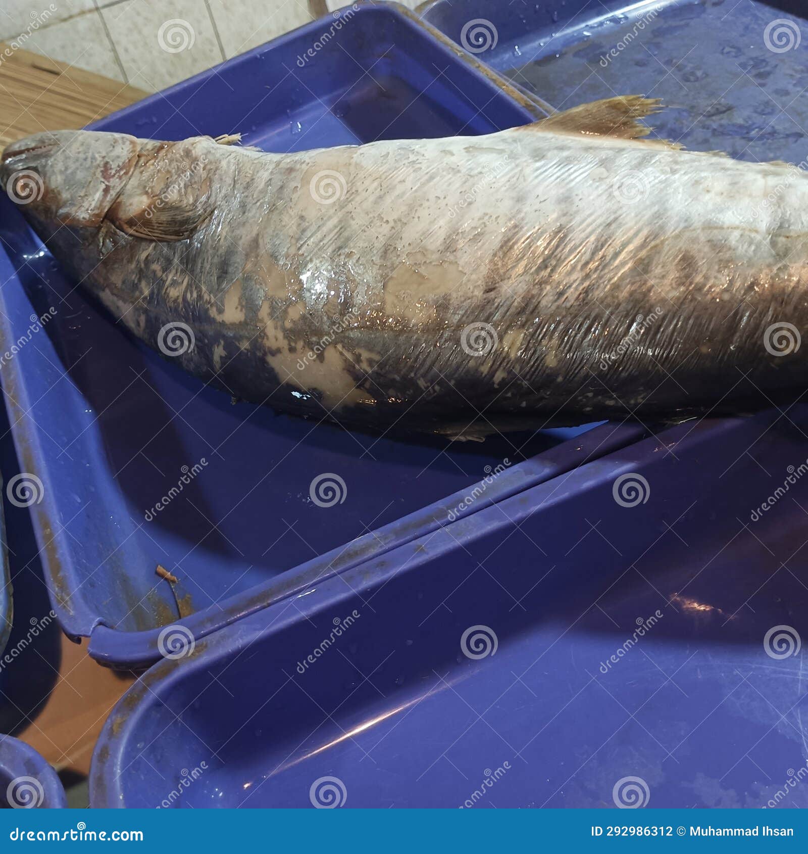 Large Mackerel Fish Sold in Markets by Traders Stock Photo Image of