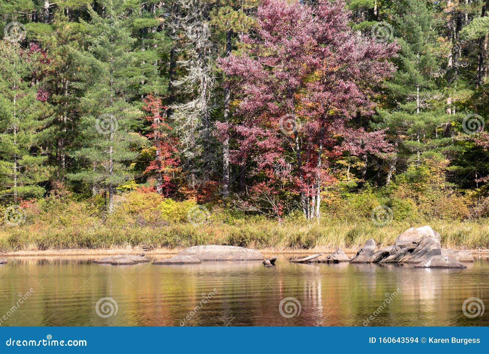 Large Magenta Coloured Deciduous Tree Amid Evergreens On The River