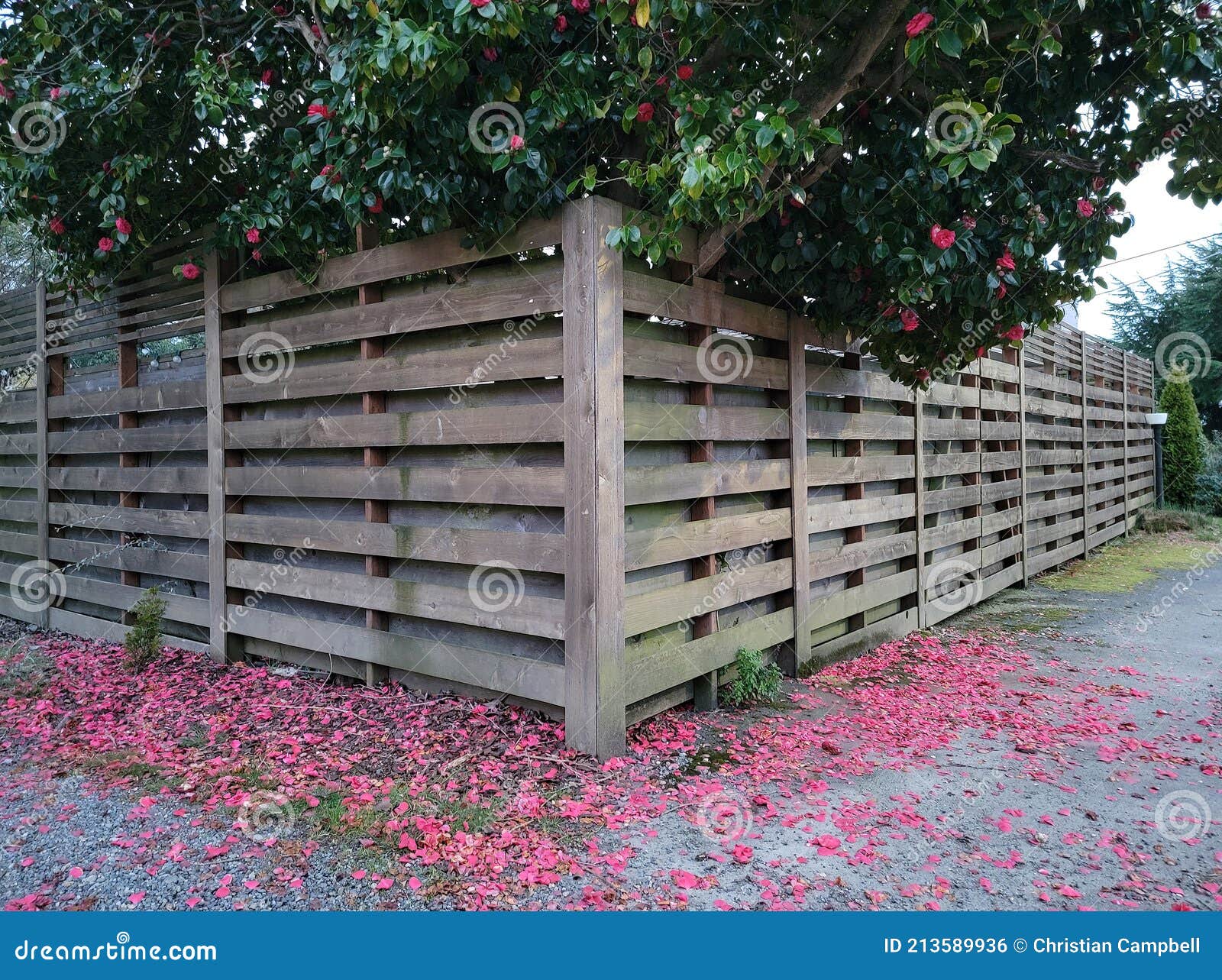 magnolia buds on tree behind fence and on ground
