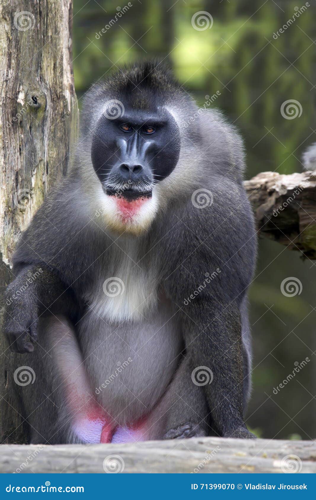 Large Male Drill, Mandrillus Leucophaeus Stock Photo Image of type
