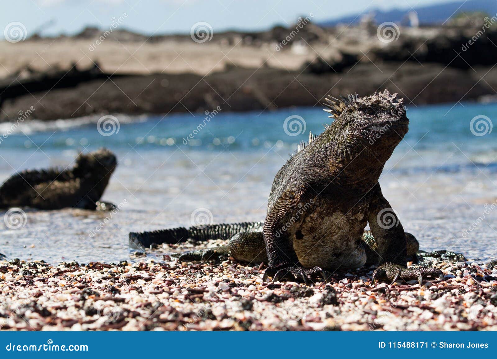 galapagos marine iguana amblyrhynchus cristatus walking on a beach, galapagos islands