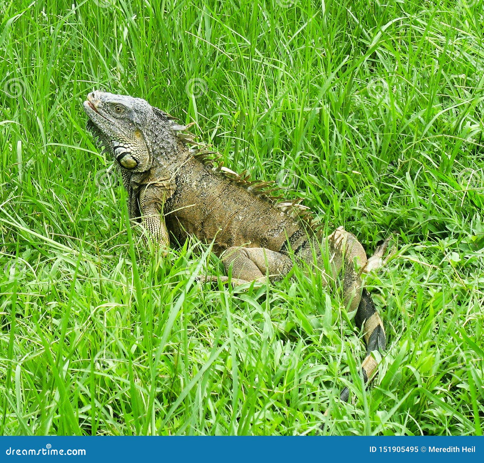 A large male green iguana stock image. Image of scale - 151905495
