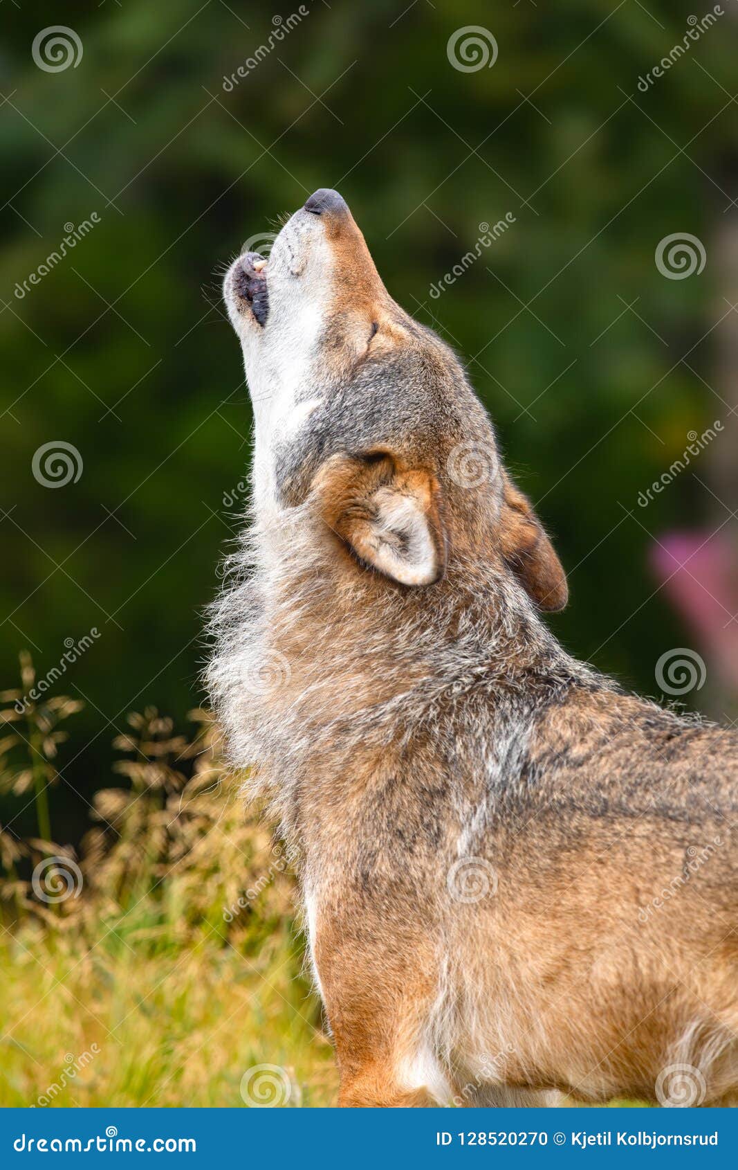 Large Male Grey Wolf Howling Loud in the Forest Stock Photo - Image of