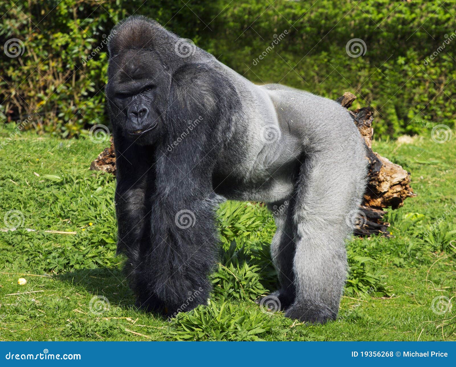 a large male silver back western lowland gorilla