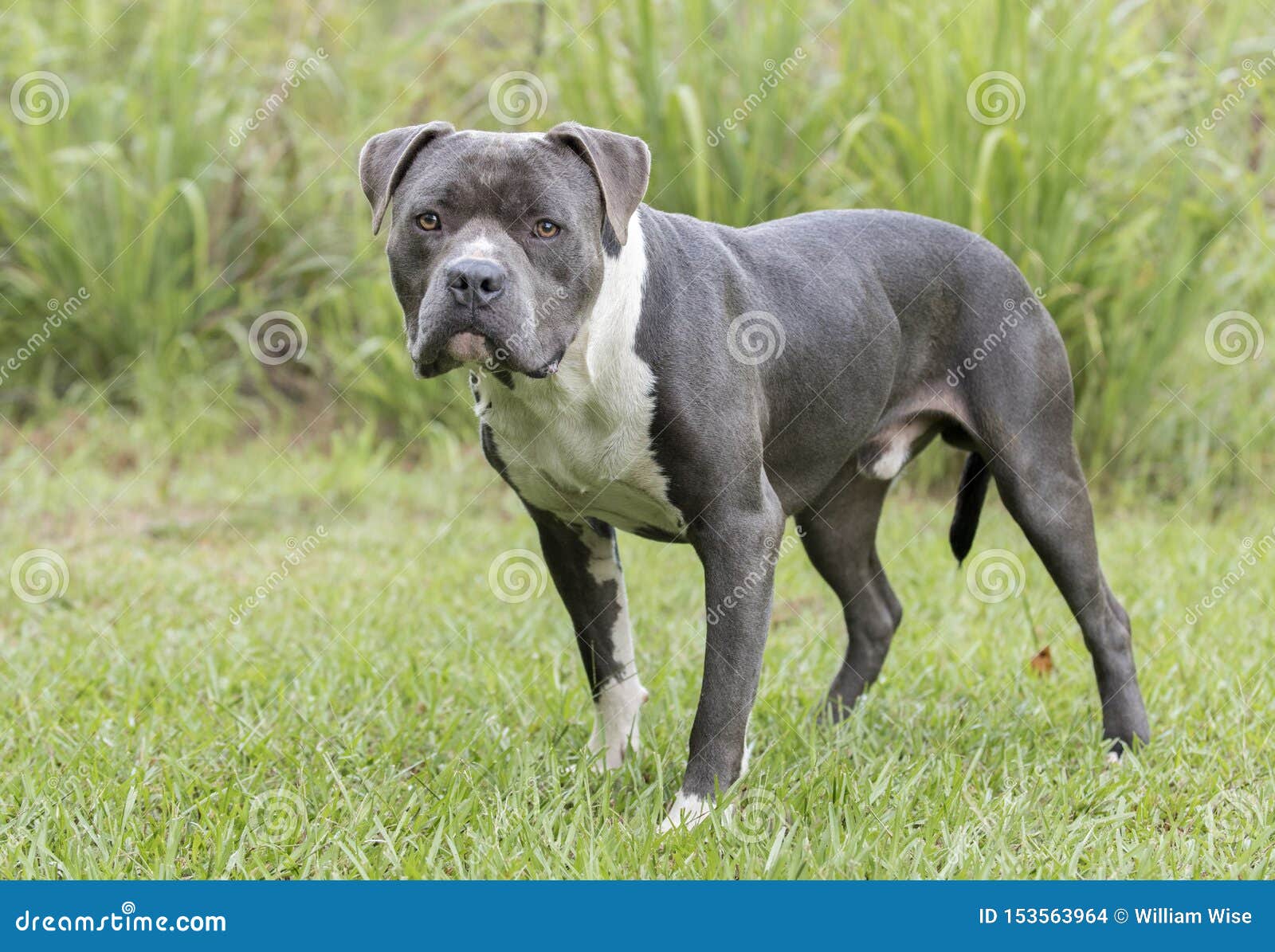 english blue nose pitbull