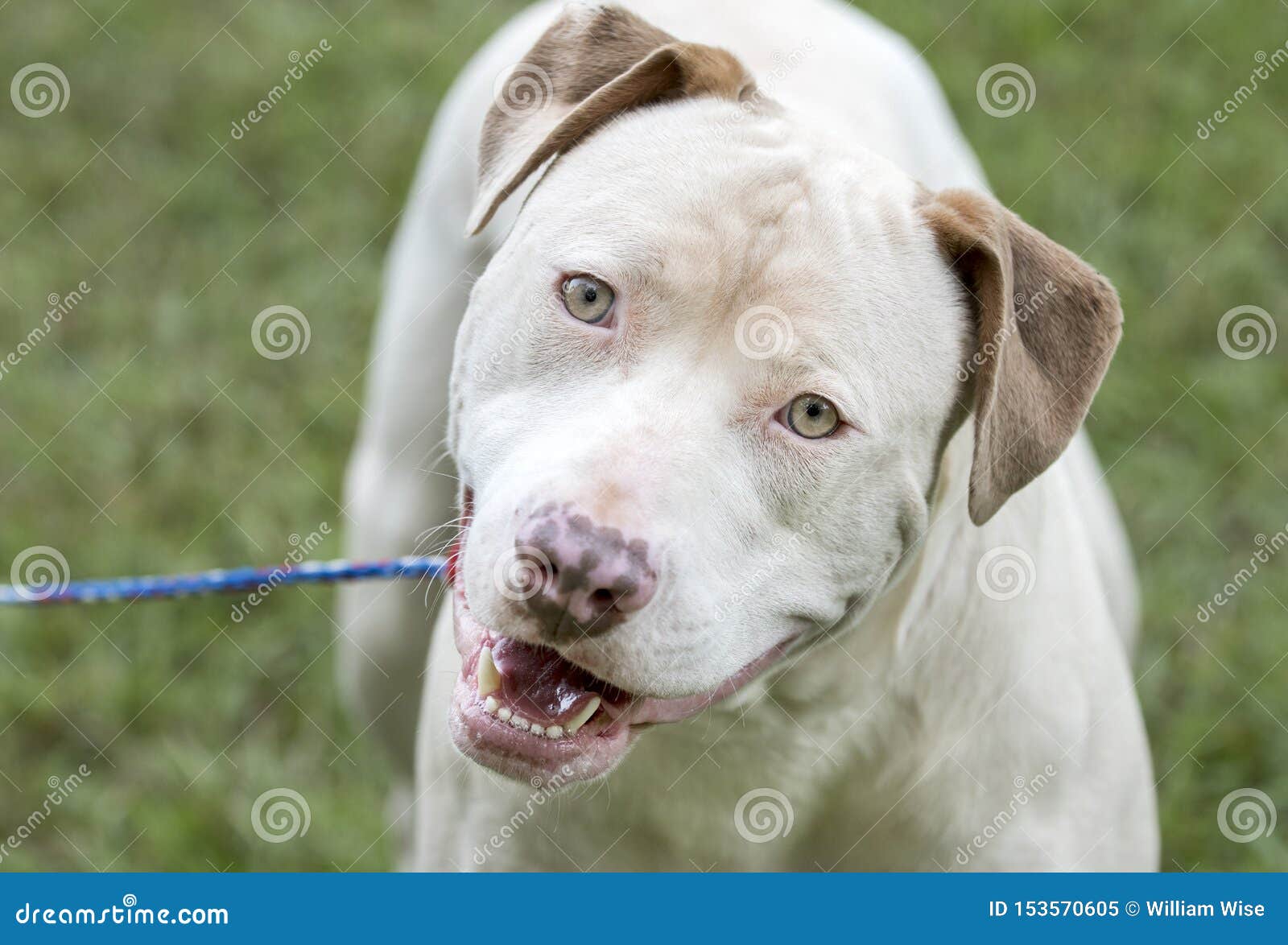 Happy White and Tan American Pit Bull Terrier Dog Stock Image - Image of adoption, black: 153570605 Happy White and Tan American Pit Bull Terrier Dog Stock Image - Image of adoption, black: 153570605