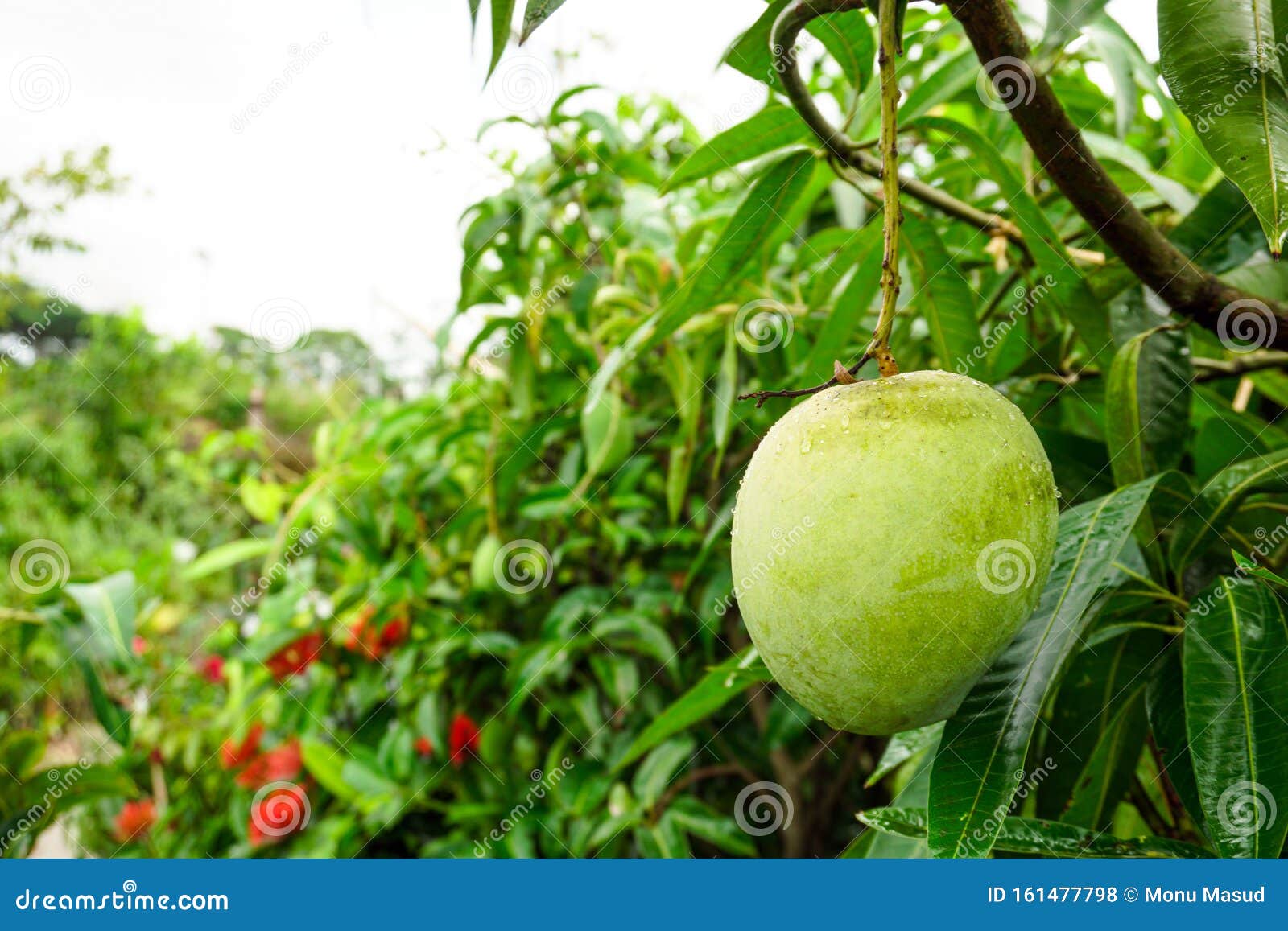 A Large Mango Hangs In A Beautiful Garden This Is A Delicious Fruit