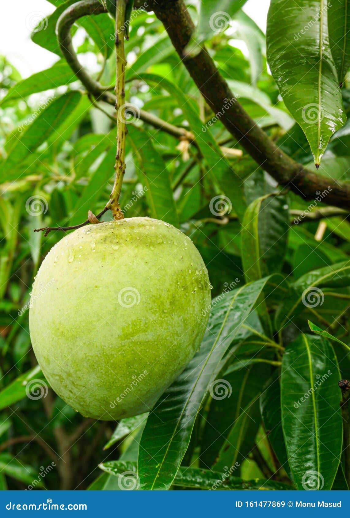 A Large Mango Hangs In A Beautiful Garden This Is A Delicious Fruit