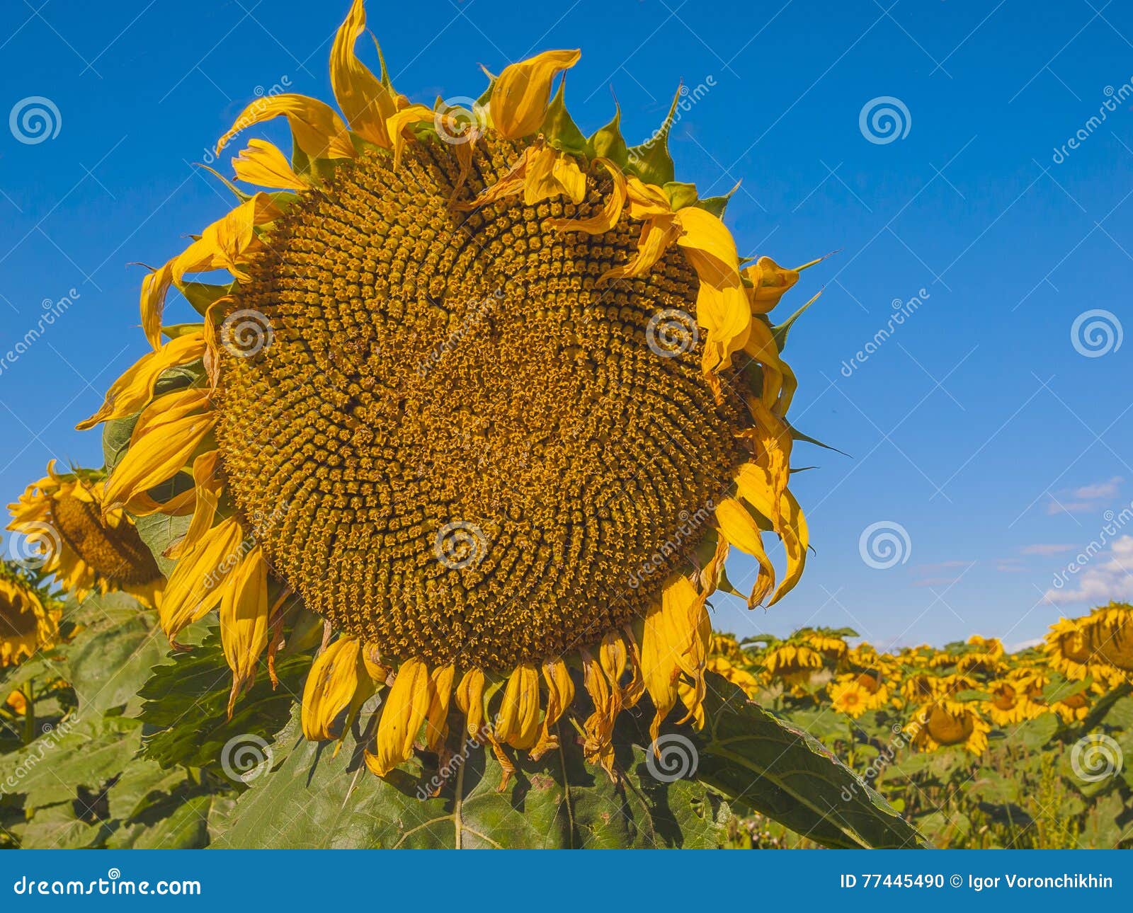 Large Matured Sunflower. Winnipeg. Canada. Stock Photo Image of huge