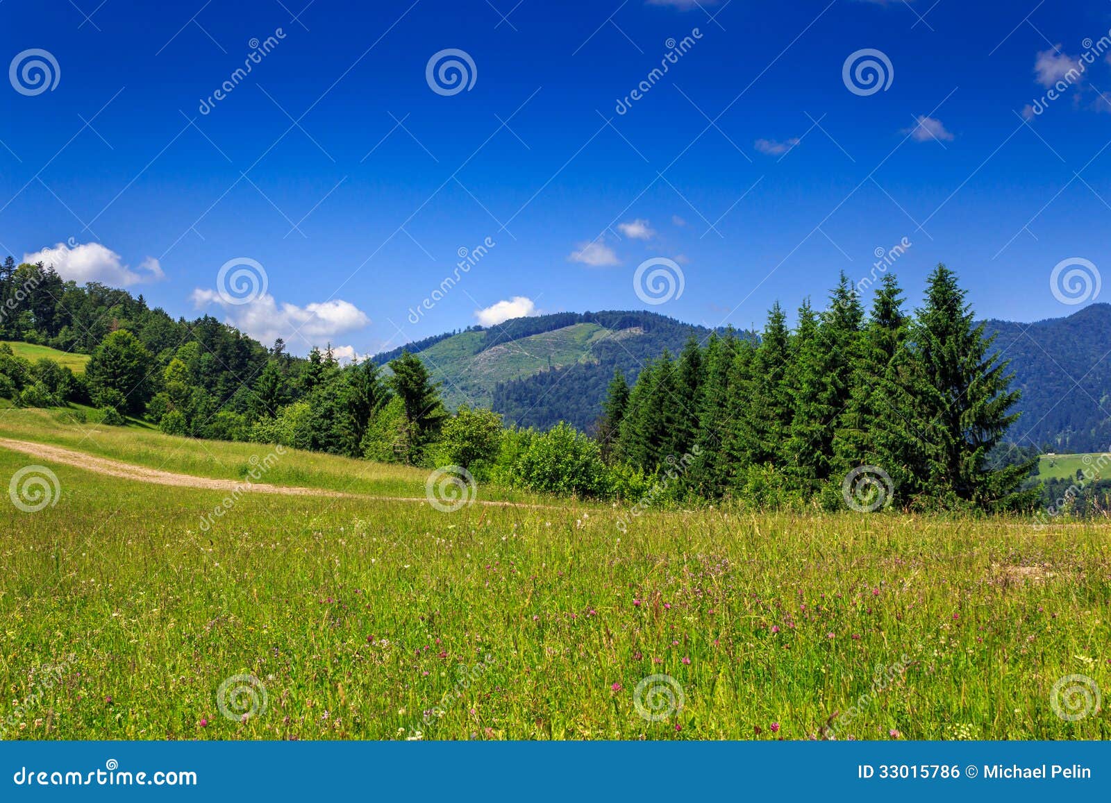 Large meadow with spruce trees on the hill in front of a mountain. lovely summer landscape